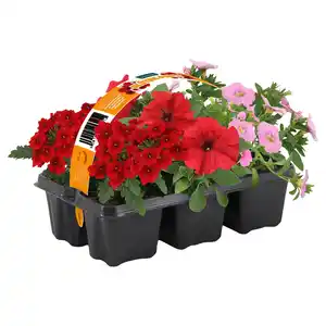 GARDENLINE Ton in Ton, 6er-Packung