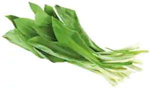 Bärlauch