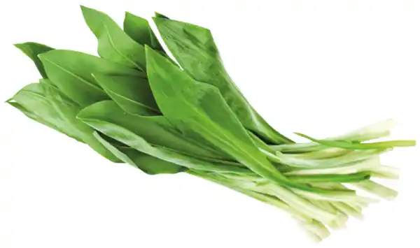 Bild 1 von Bärlauch