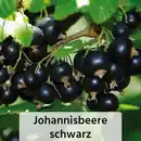 Bild 3 von Finest Garden Spalierobst
