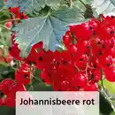 Bild 2 von Finest Garden Spalierobst