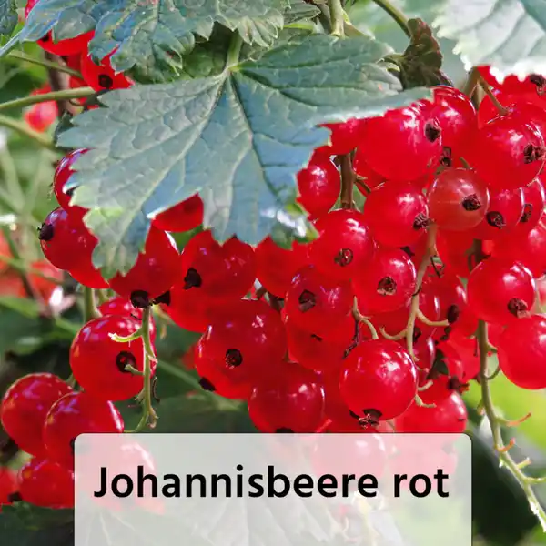Bild 2 von Finest Garden Spalierobst
