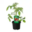 Bild 1 von Finest Garden Gemüsepflanze