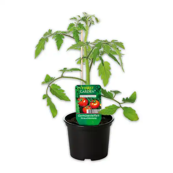 Bild 1 von Finest Garden Gemüsepflanze