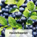 Bild 4 von Finest Garden Spalierobst