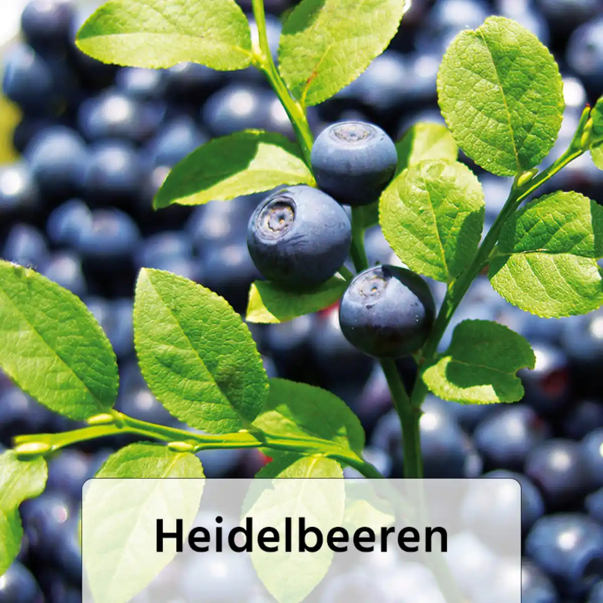 Bild 4 von Finest Garden Spalierobst
