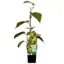 Bild 4 von Finest Garden Exotische Früchte