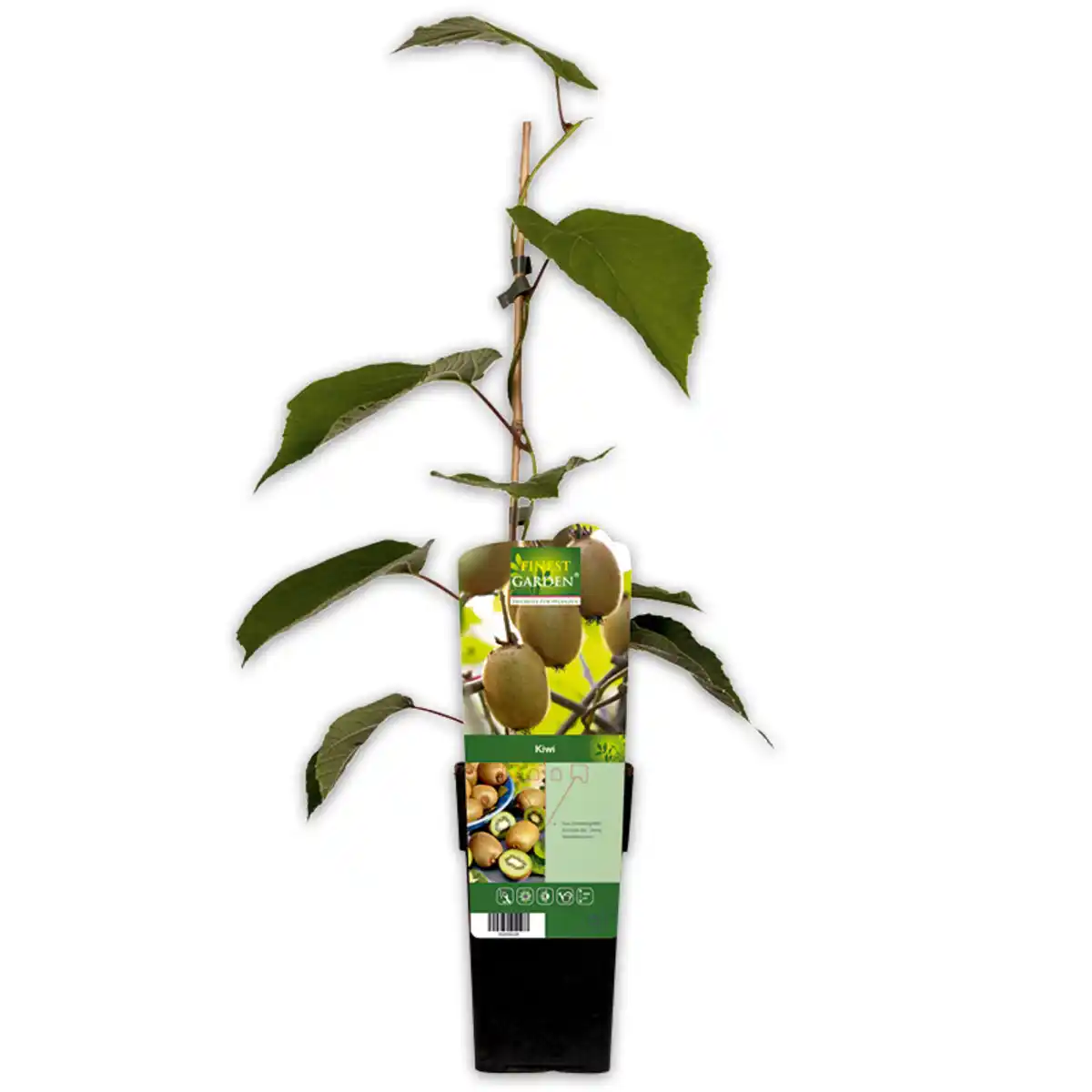 Bild 4 von Finest Garden Exotische Früchte