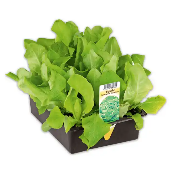 Bild 3 von Salatpflanzen