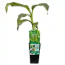 Bild 3 von Finest Garden Exotische Früchte