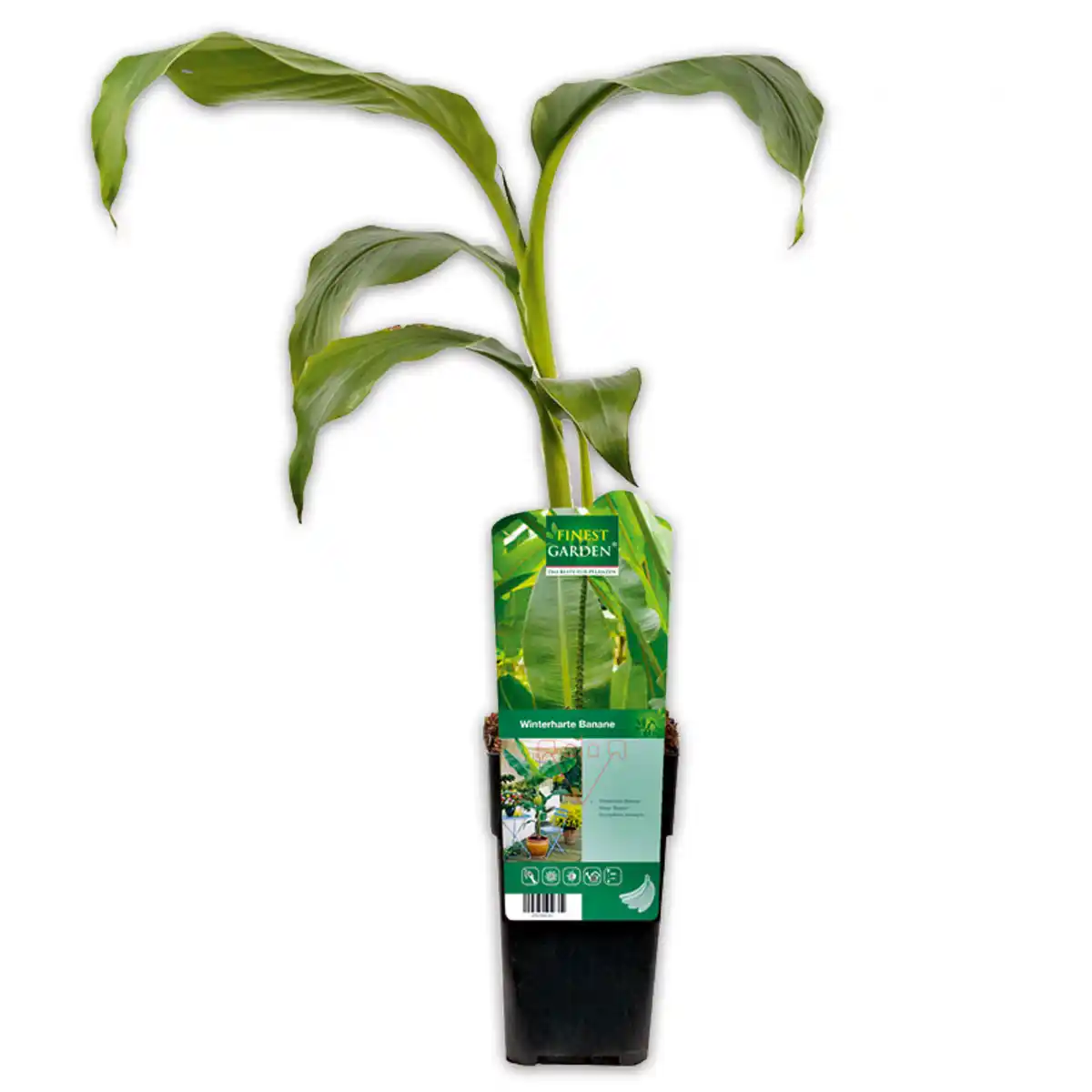 Bild 3 von Finest Garden Exotische Früchte