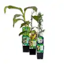 Bild 1 von Finest Garden Exotische Früchte