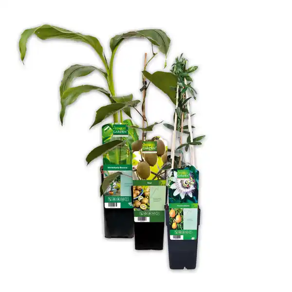 Bild 1 von Finest Garden Exotische Früchte