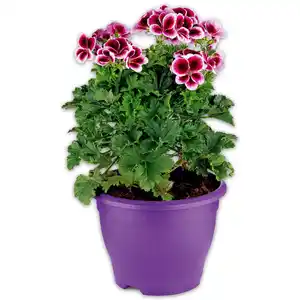 Edelgeranie XL