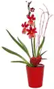 Bild 1 von Orchidee im Übertopf