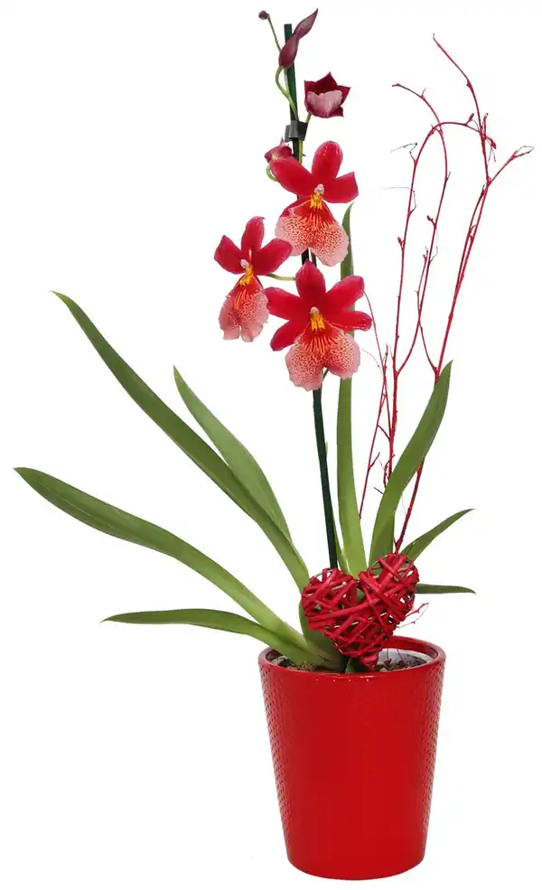 Bild 1 von Orchidee im Übertopf