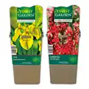 Bild 1 von Finest Garden Wasserpflanzen