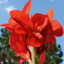 Bild 2 von Blühende Canna