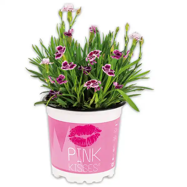 Bild 1 von Nelke "Pink Kisses"