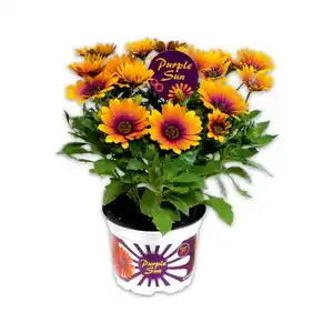Exklusive Osteospermum