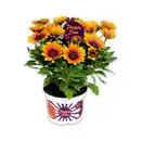 Bild 1 von Exklusive Osteospermum