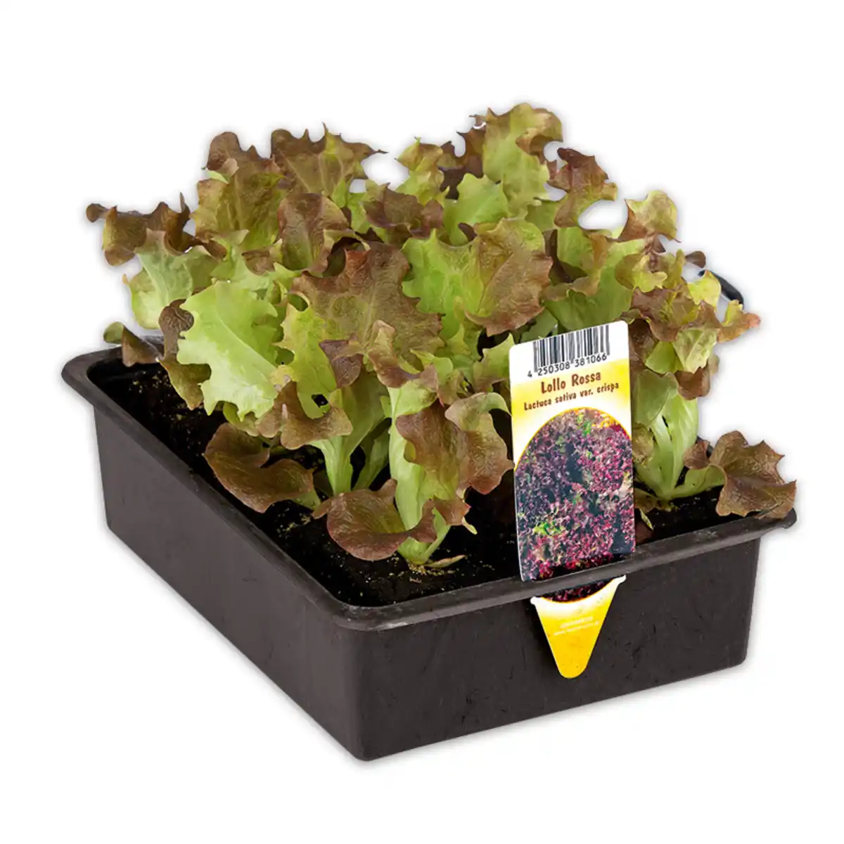 Bild 2 von Salatpflanzen