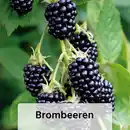 Bild 3 von Finest Garden Himbeeren / Brombeeren XL – die Großen