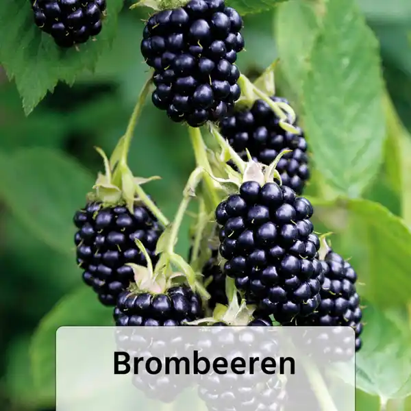 Bild 3 von Finest Garden Himbeeren / Brombeeren XL – die Großen