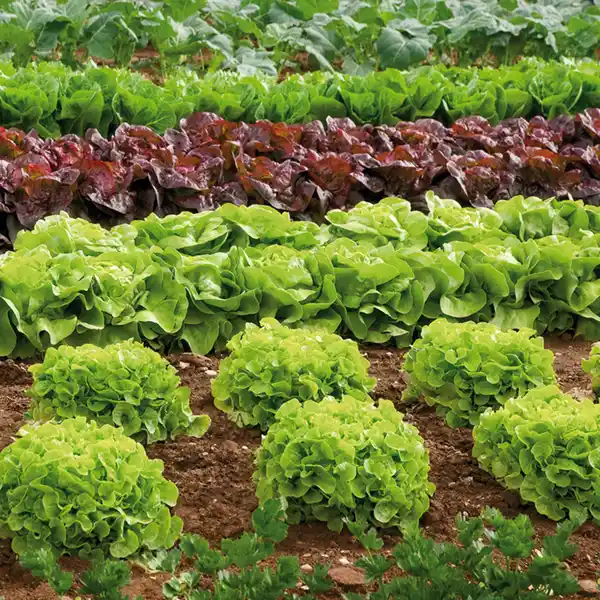 Bild 4 von Salatpflanzen