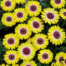 Bild 2 von Exklusive Osteospermum