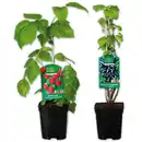 Bild 1 von Finest Garden Spalierobst