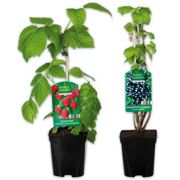 Bild 1 von Finest Garden Spalierobst