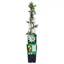 Bild 2 von Finest Garden Exotische Früchte