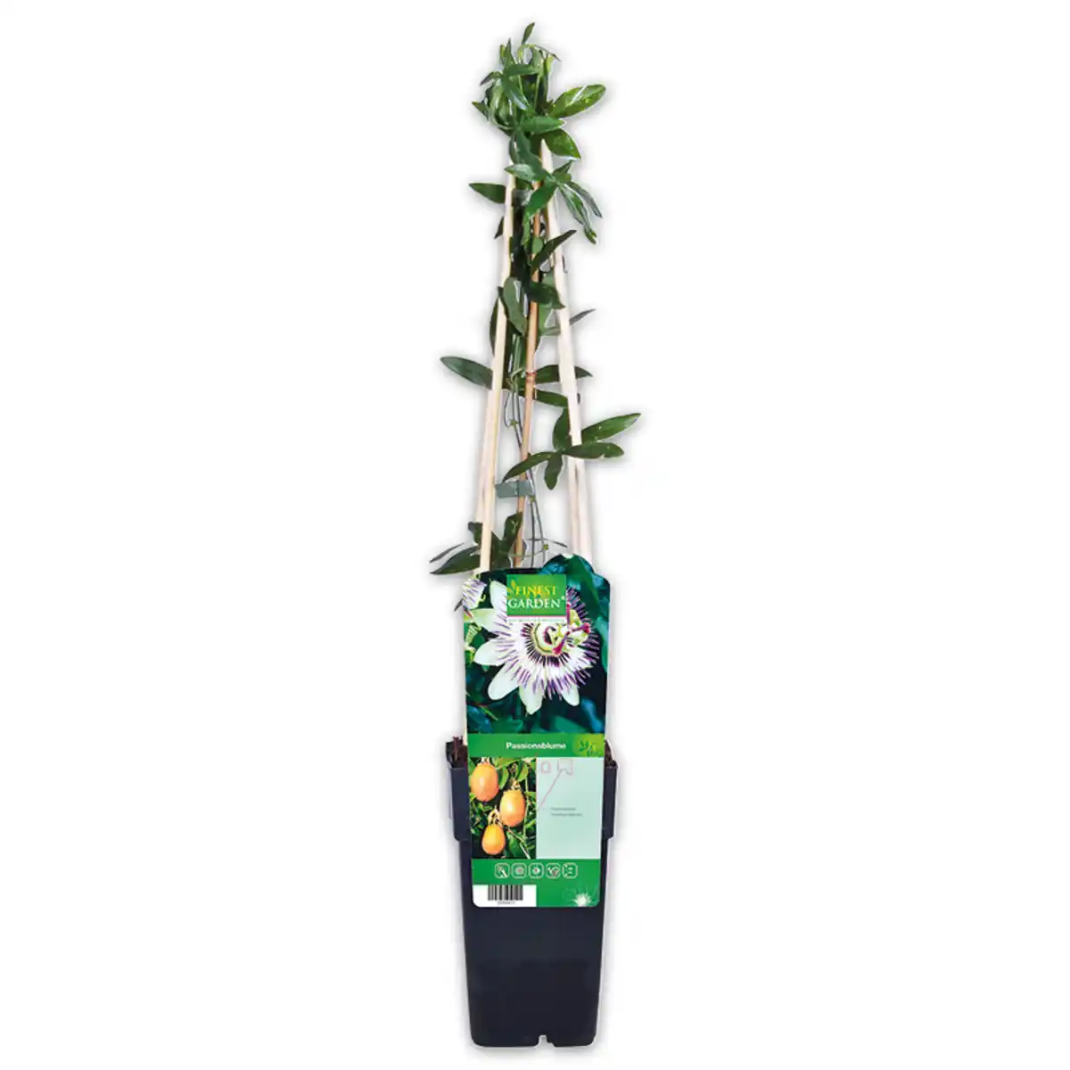 Bild 2 von Finest Garden Exotische Früchte