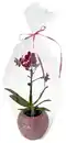 Bild 2 von Orchidee im Übertopf