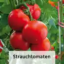 Bild 3 von Finest Garden Gemüsepflanze