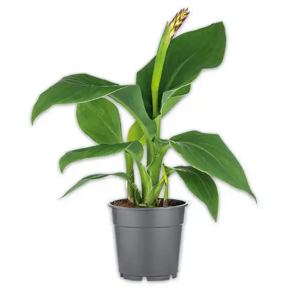 Bild 1 von Blühende Canna