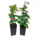 Bild 1 von Finest Garden Himbeeren / Brombeeren XL – die Großen
