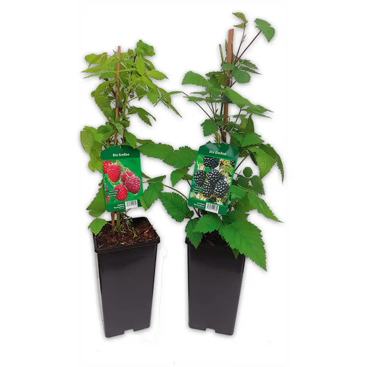 Bild 1 von Finest Garden Himbeeren / Brombeeren XL – die Großen
