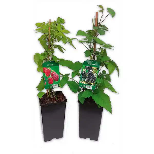 Bild 1 von Finest Garden Himbeeren / Brombeeren XL – die Großen