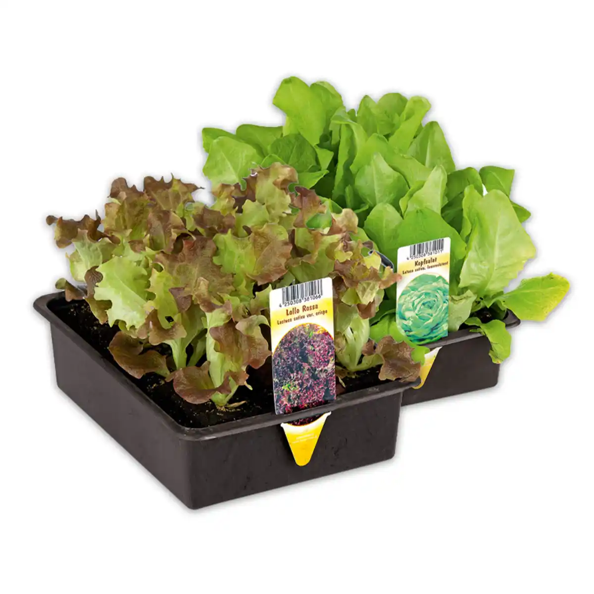 Bild 1 von Salatpflanzen