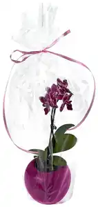 Orchidee im Übertopf