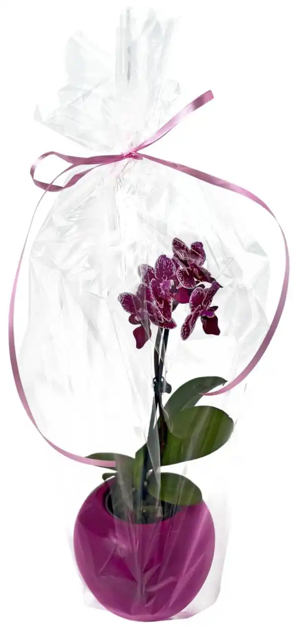 Bild 1 von Orchidee im Übertopf