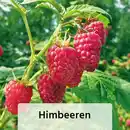 Bild 2 von Finest Garden Himbeeren / Brombeeren XL – die Großen