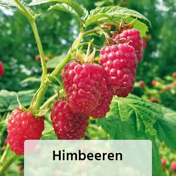 Bild 2 von Finest Garden Himbeeren / Brombeeren XL – die Großen