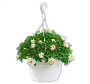 Sommerjasmin*