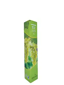 XXL Vitis Weinpflanze