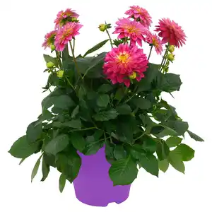 GARDENLINE Dahlien T13 und Nelken