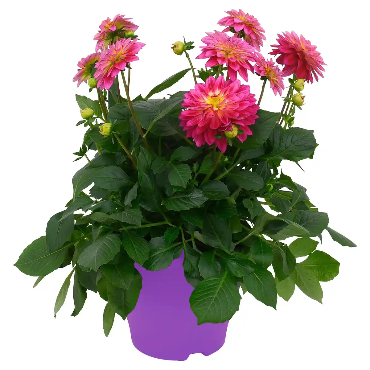 Bild 1 von GARDENLINE Dahlien T13 und Nelken