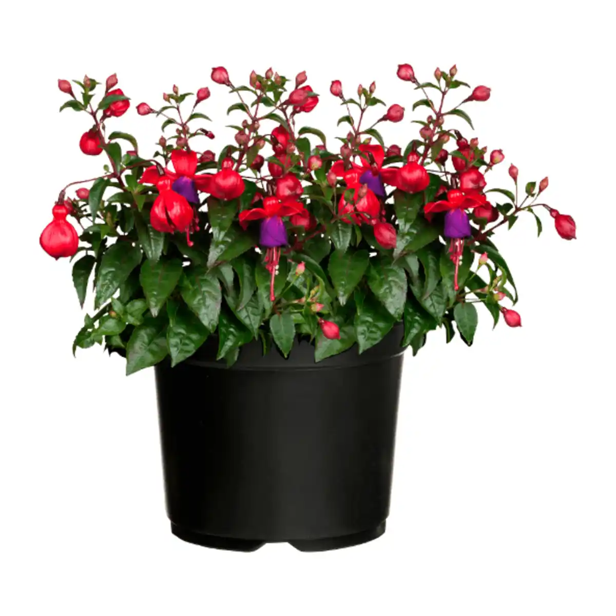 Bild 3 von GARDENLINE Große Geranie / Fuchsie